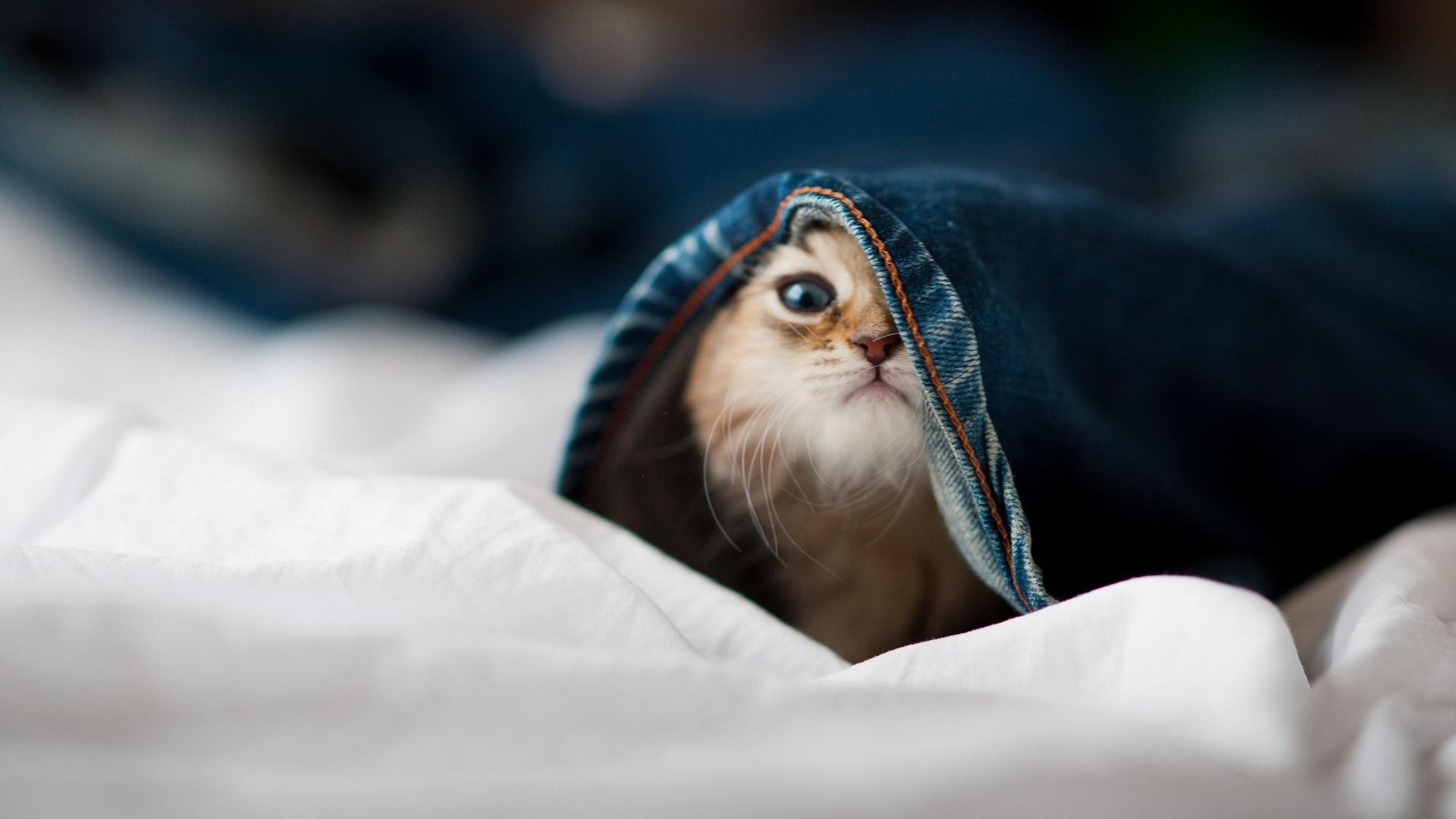 开云体育-拉梅洛爆发震撼球场,鹈鹕提前终结悬念—辽宁队的跨洋观察