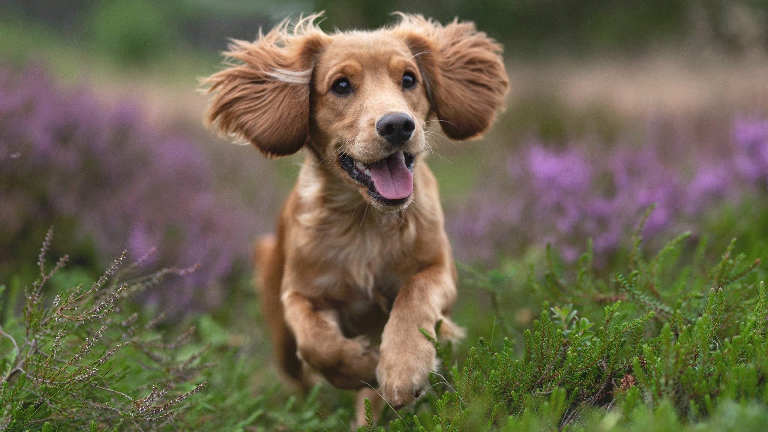 开云官网-东决关键战之夜，阿克，一人对五虎的攻防转换核心