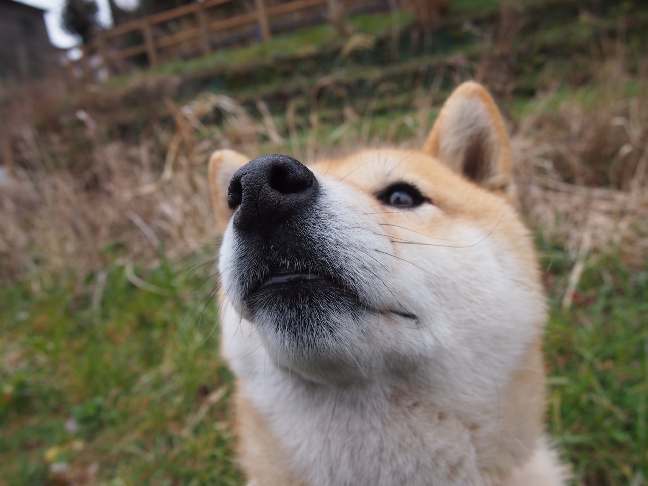 开云体育登录-孤胆战车还是团队引擎？武切维奇狂轰36分，山西队攻陷雷霆堡垒