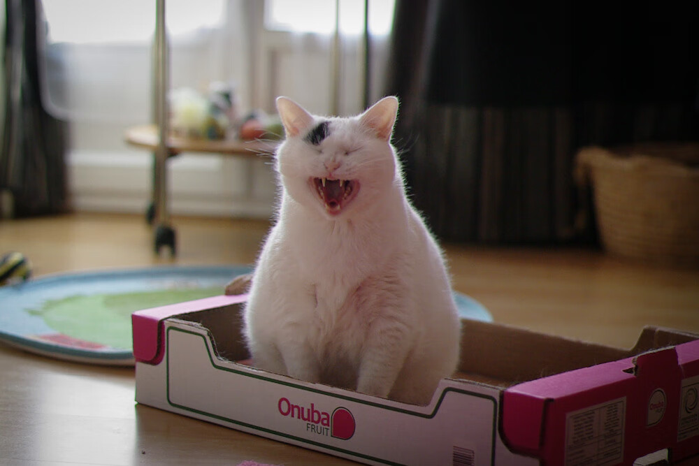 开云体育在线-斯通斯之光与巴拉圭之影，足球世界并行不悖的两种唯一性