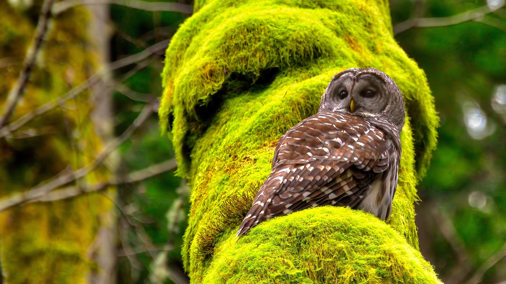 绿茵烽火映照东北虎啸，当英超争冠悬念碰撞辽宁男篮制霸传奇