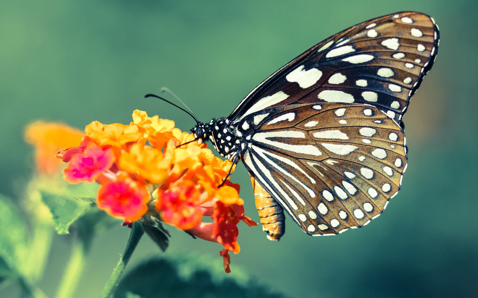 友谊赛新尝试,阿森纳2-0丹麦国家队,租借新星卡马文加穿针引线完美掌控节奏