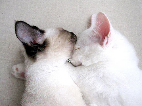 从撕裂之城到关键先生，英格拉姆一剑封喉，马刺团队风暴彻底粉碎浙江队