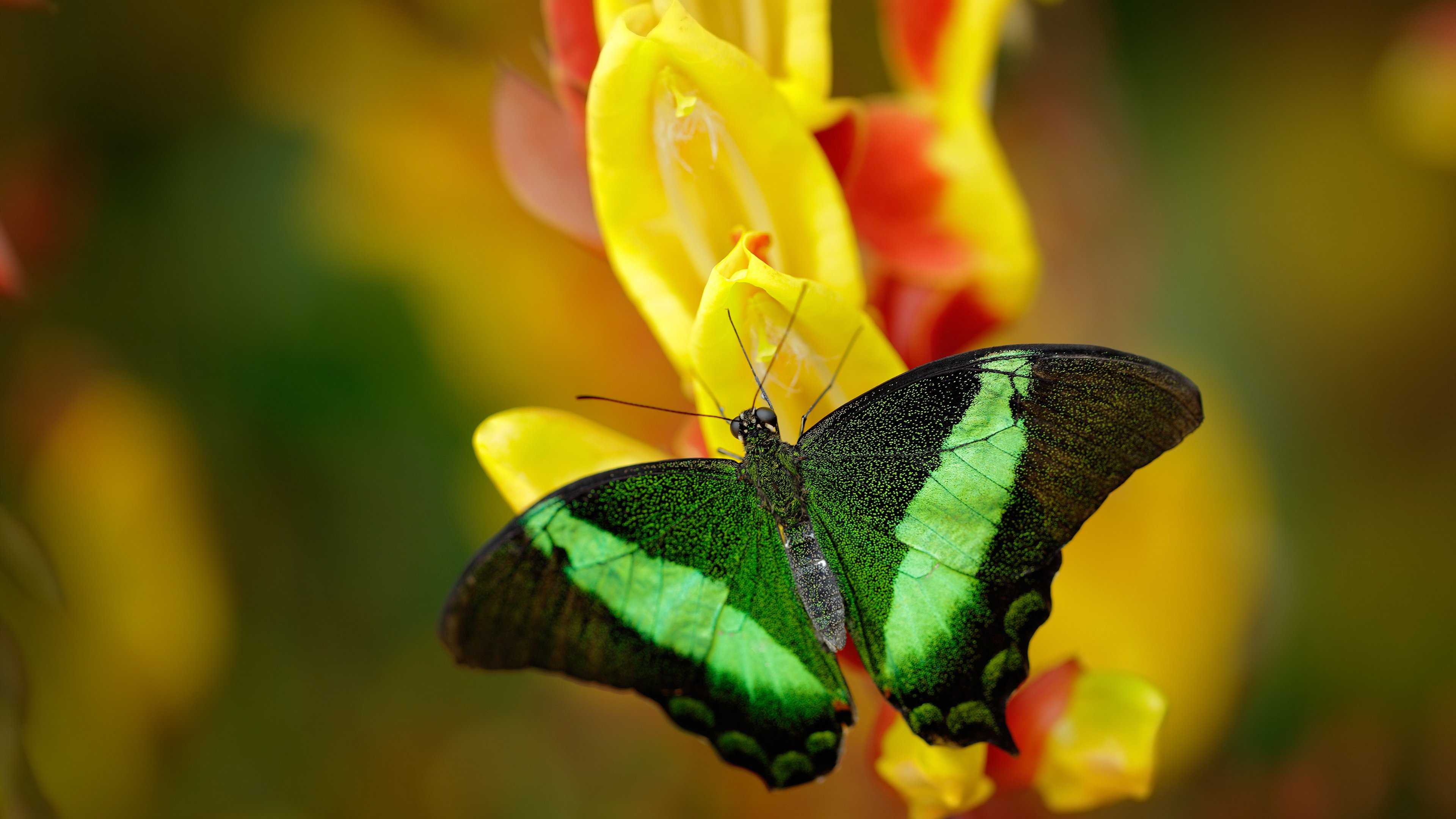 开云官网-篮球之夜的平行时空，吉林队鏖战上海队，杰伦·格林欧冠决赛接管比赛