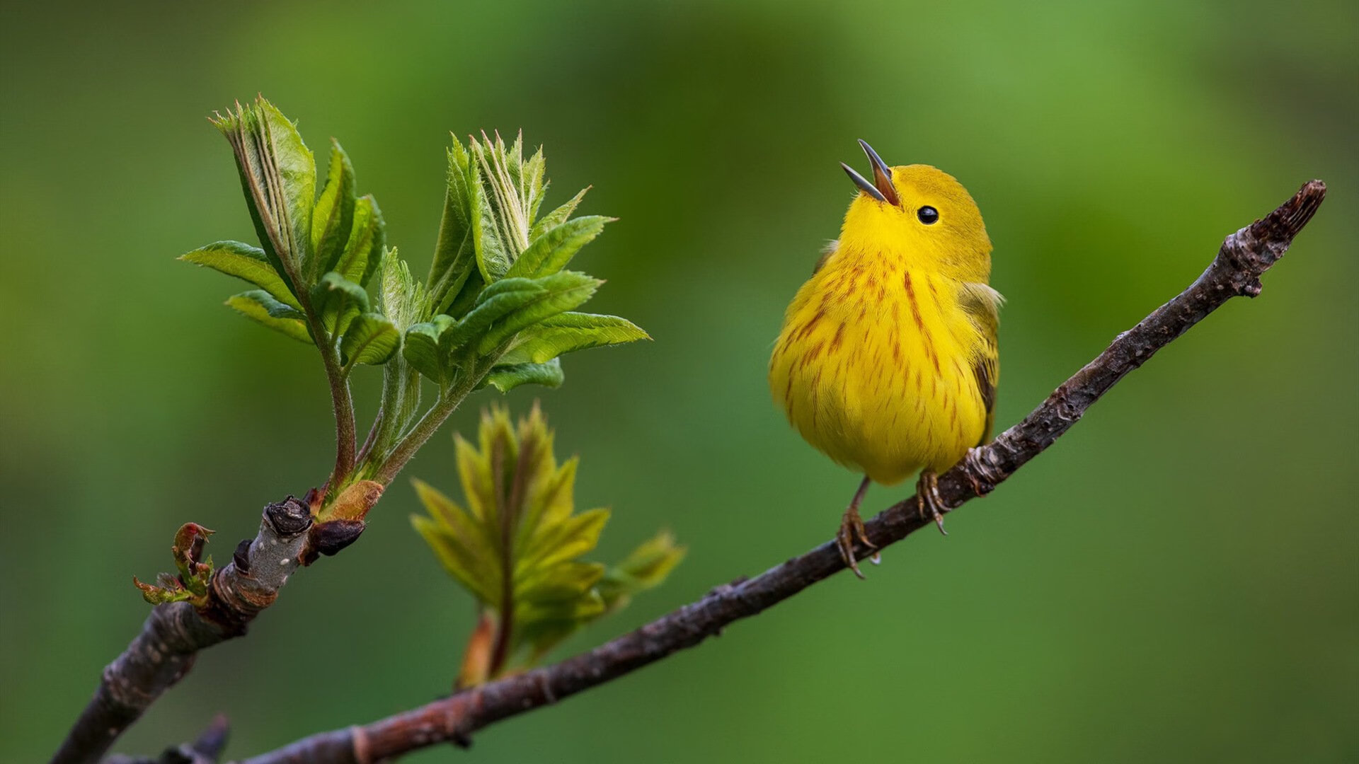 开云APP-东决焦点战，76人以碾压之势击溃猛龙，晋级在望