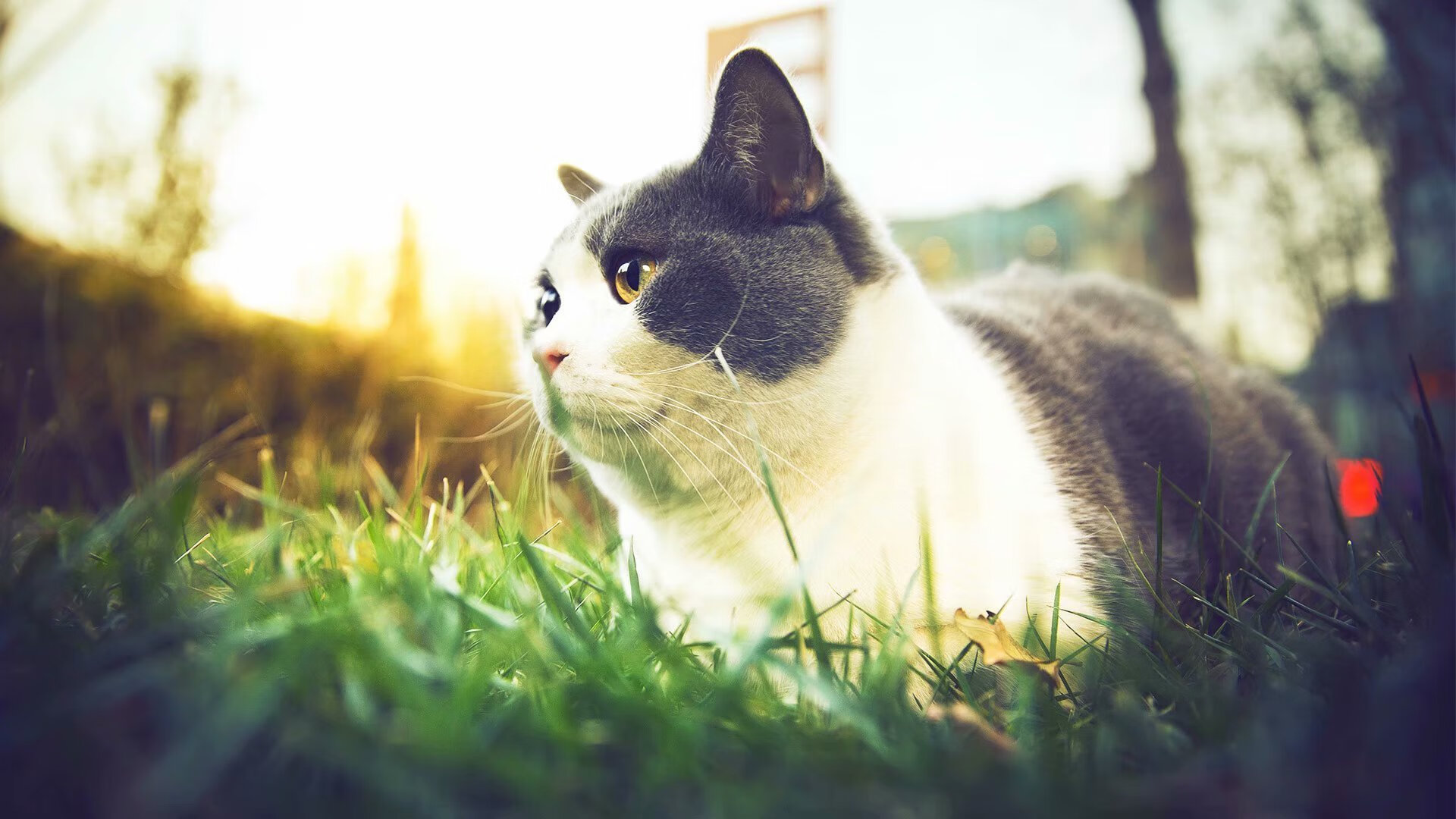 开云官网-新生代爆燃与豪门铁壁,莫兰特封神夜与绿军稳胜并立