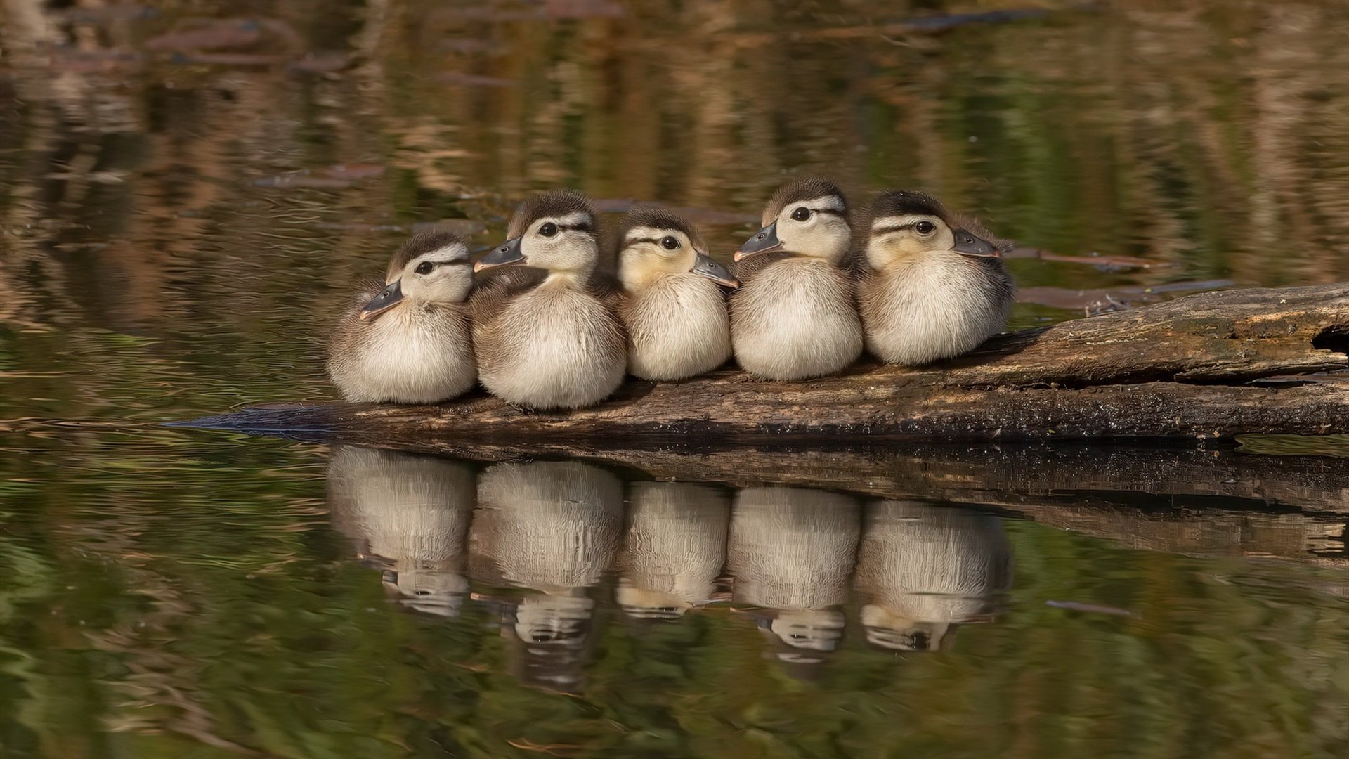 开云体育-当穆里尼奥遇见萨迦，英超争冠与冰岛血拼比利时的双重隐喻