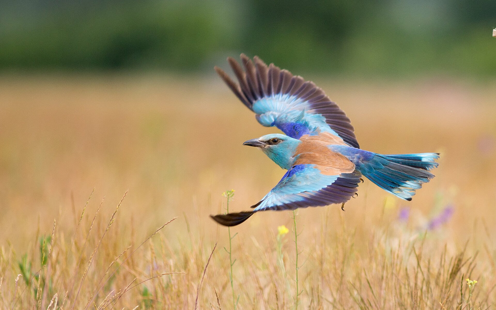 红色闪电撕裂蓝色狂潮—雷恩·奥斯梅恩用9.75秒强行终结牙美加时代