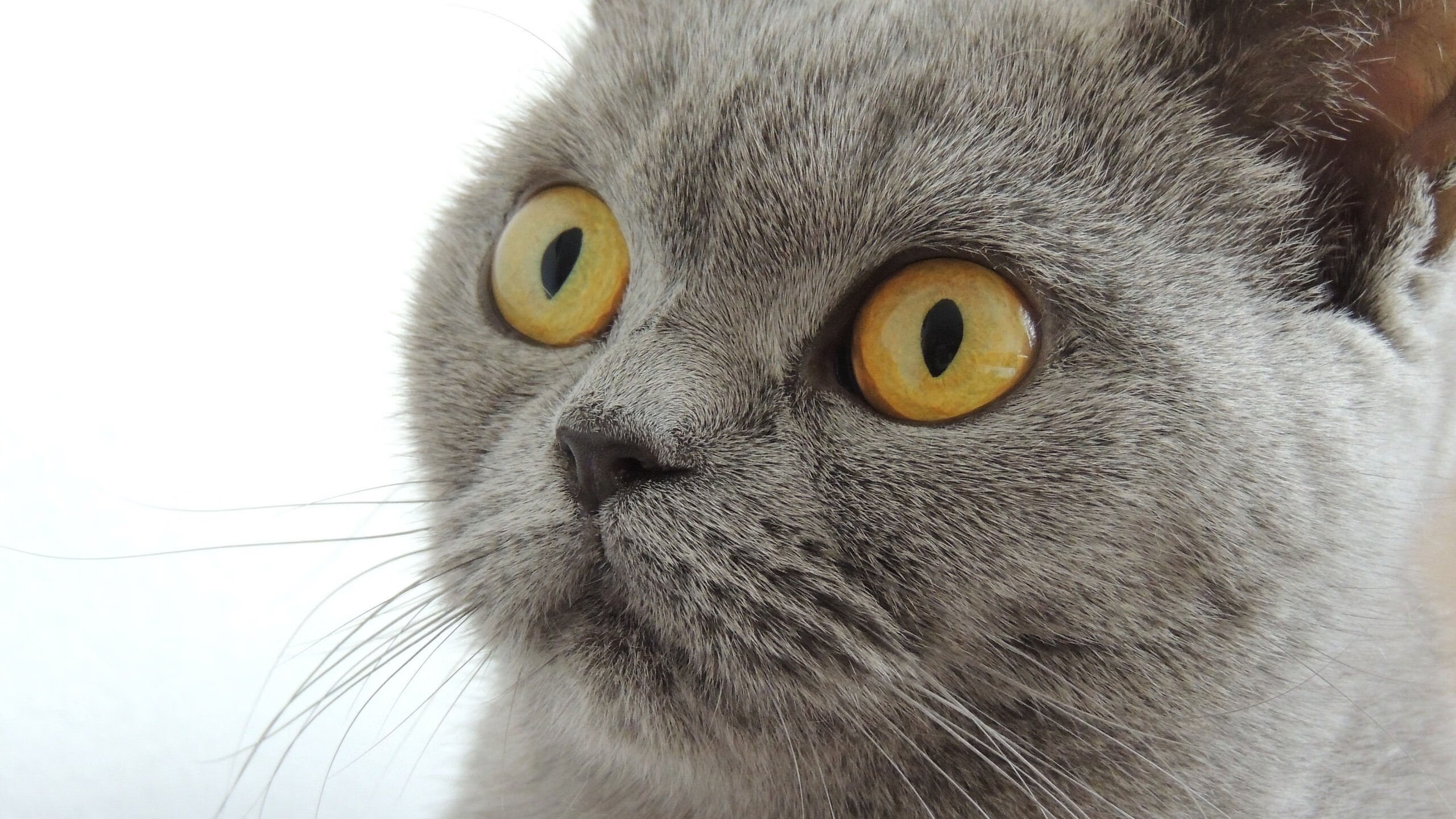 开云官网-铁血防守与淬火尖刀，尼斯窒息式战术铸就胜局，劳塔罗化身胜负手