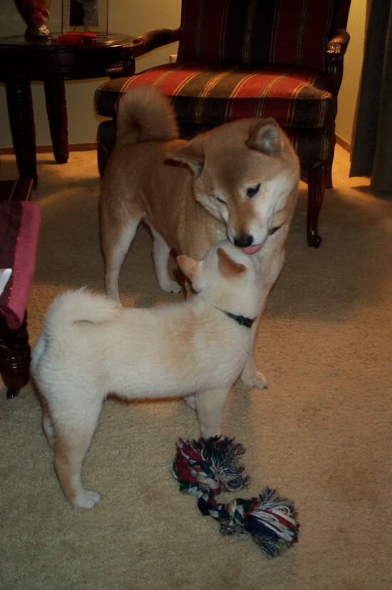 从阿尔及利亚战场到伯纳乌草坪,奇迹如何撕开历史的铜墙铁壁