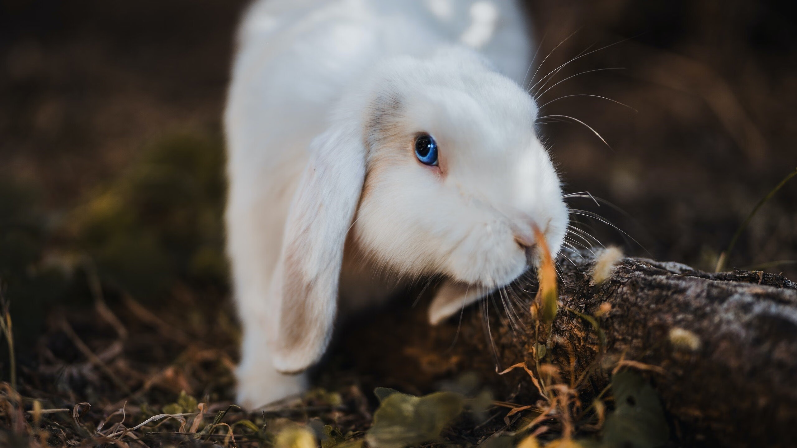 补时绝境的窒息九分钟,蒂亚戈如何在年度焦点战成为波兰心跳