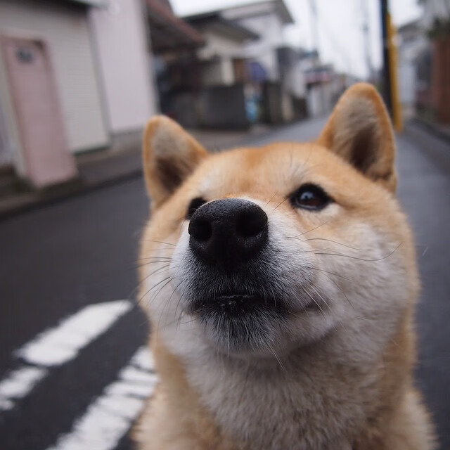 铁骨精魂！小贾伦稳定输出不掉线，广厦爆冷黄蜂展露峥嵘