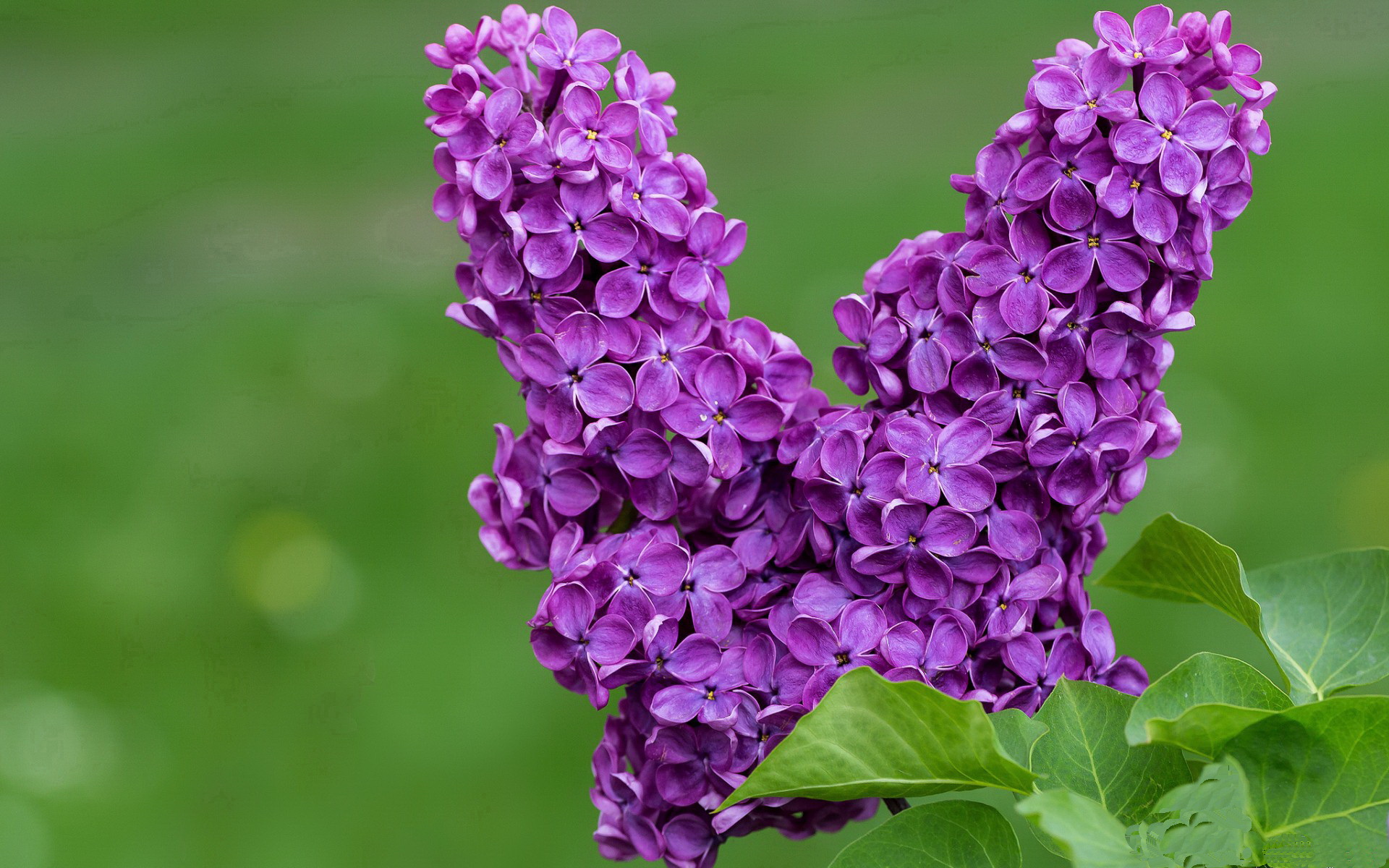 铁骨精魂！小贾伦稳定输出不掉线，广厦爆冷黄蜂展露峥嵘